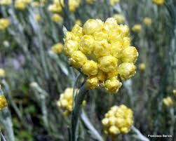 Image result for Helichrysum lastii
