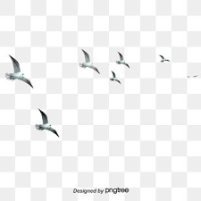 Bird Png Vector Psd And Clipart With Transparent Background For Free Download Pngtree Flying Bird Silhouette Birds Flying Bird Silhouette
