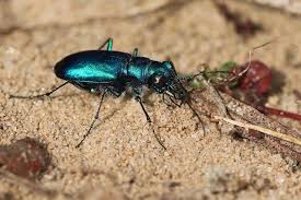 Image result for Tridactyle gentilii