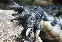 Krokodile Wikipedia