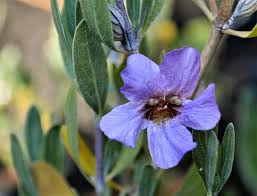 Image result for Petalidium