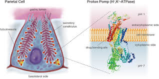 Image result for Potassium Competitive Acid Blocker
