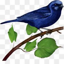 Scarlet bellied mountain tanager bird learn birds educational game coloring book vector illustration. Mountain Bluebird Png Rocky Mountain Bluebird Birds Mountain Bluebird Mountain Bluebird Drawings Mountain Bluebird Coloring Page Cleanpng Kisspng