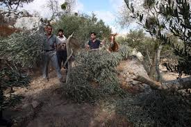 نتيجة بحث الصور عن مستوطنون يقتلعون ١٠٠ شجرة زيتون جنوب نابلس