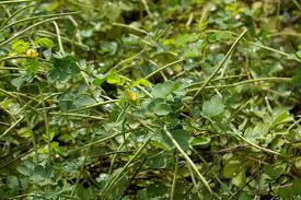 Image result for Senna obtusifolia