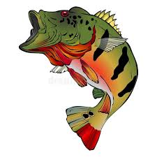 Download, share or upload your own one! Colorful Peacock Bass Vector Illlustration Black And White Jumping Peacock Bass Sponsored Ad Ad Bass Colo Peacock Bass Fish Logo Vector Illustration