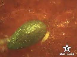 Check the cloth carefully on top of a light box or similar apparatus. Checking Strawberries For Bugs Youtube