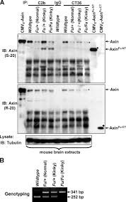 Protein Encoded by the AxinFu Allele Effectively Down-regulates Wnt  Signaling but Exerts a Dominant Negative Effect