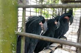5 Fakta Di Balik Penyelundupan Kakatua Di Riau Mati Satu Ekor Hingga Dijual Ratusan Juta Halaman All Kompas Com Namun, berhubung harga burung kakatua macau sangat mahal dan bisa mencapai puluhan hingga puluhan juta, jenis ini jarang ditemukan di pasaran. balik penyelundupan kakatua di riau