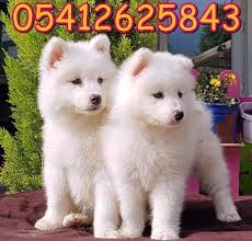Samoyed Yavru Ilani 05412625853 Satilik Yavru Kopek Ilanlari Fiyatlari Ucretsiz Sahiplendirme Samoyed Yavru Ilanlari 05412625853 Samoyed Animal Lover Animals