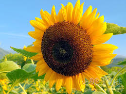 The site owner hides the web page description. å¤å­£é™å®š ä¸€ç‰‡ç‰‡å¤ªé™½èŠ±æµ·å…è²»è³ž å°è‚¥å­æ˜Ÿçƒ