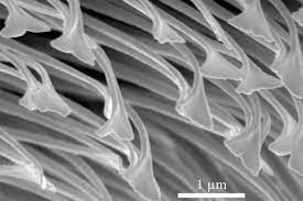 Der warum können spinnen an der decke laufen vergleich hat gezeigt, dass das gesamtfazit des verglichenen vergleichssiegers im test besonders herausgeragt hat. Was Spinnen An Der Decke Halt Pro Physik De