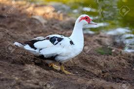 Image result for muscovy duck