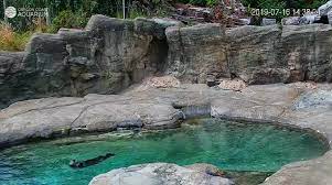 We did not find results for: Live Cameras Installed At Oregon Coast Aquarium Klcc