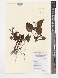 Image result for Calvoa orientalis