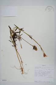 Image result for Centemopsis