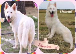 Maybe you would like to learn more about one of these? Berger Blanc Suisse In Florida Puppies For Sale United States