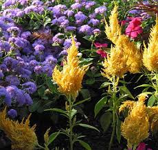 Pin On Garden Landscape Ideas