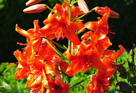 Maybe you would like to learn more about one of these? Garden Ie