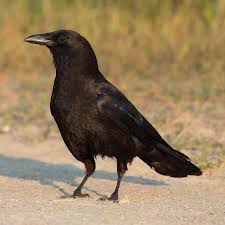 If they come back later, put the bird out again. Corvus Wikipedia