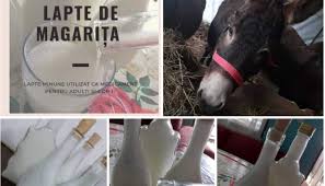 1 litru de lapte margarita. Lapte De MÄƒgÄƒriÈ›Äƒ PiaÈ›a Micilor ProducÄƒtori