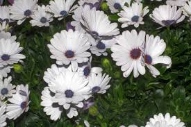 Image result for paprskovka obrázek