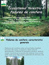 3.padurile de conifere se intalnesc doar in emisfera nordica:in siberia,canada si partial in nordul europei. Ecosistemul Terestru Padurea De Conifere 2 1 Ppt