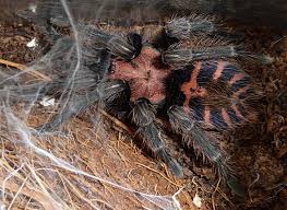Black And White Striped Spider Texas Tiger Striped Tarantula Tiger Stripes Tarantula Shadow