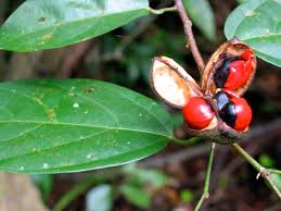 Image result for Leptonychia