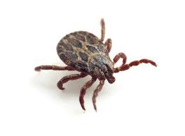 Not a full inspection) to determine the best solution for your home. How To Pest Control Blog Santa Rosa Exterminators