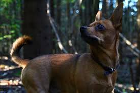 Do not contact me with unsolicited services or offers. Chipin A Chihuahua And Miniature Pinscher Mix Spockthedog Com