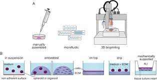 A practical approach (john r. 3d Cell Culture An Introduction Springerlink