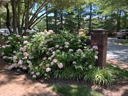 This type of hydrangea has white blossoms that turn light green later in the season. Hydrangeas Pruning Hydrangeas Sustainable Garden Variegated Liriope