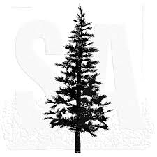 Evergreen snowy pine tree decorated with christmas baubles and wrapped presents on ground. How To Draw A Pine Tree Silhouette Novocom Top