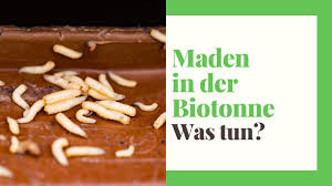 Hallo ihr lieben, ich war jetzt eine woche nicht zu hause und hatte vergessen den gelben sack raus zu bringen. Maden In Der Biotonne Erkennen Bekampfen Vorbeugen Youtube