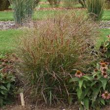 Image result for Panicum merkeri