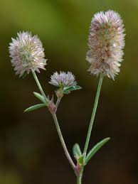 Image result for Trifolium