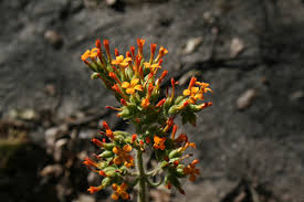 Image result for Kalanchoe lanceolata