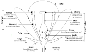 The four main parts of a flower are generally defined by their positions on the receptacle and not by their function. Flower Parts Biological Science Picture Directory Pulpbits Net