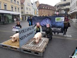 Der vgt österreich setzt sich für tierschutz ein. Vollspaltenboden Sind Eine Schweinerei Neue Vorarlberger Tageszeitung