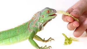 We did not find results for: Is This Plant Safe For Iguana Az Reptiles