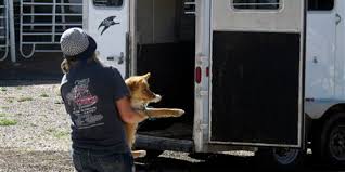 Created by sterlin harjo, taika waititi. Reservation Dogs Roam Unchecked Attacks Common