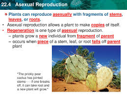 This is the middle piece of a columnar cactus my friend gave me. Asexual Reproduction Allows A Plant To Make Copies Of Itself Ppt Download