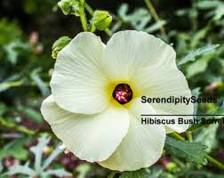 Image result for Hibiscus surattensis