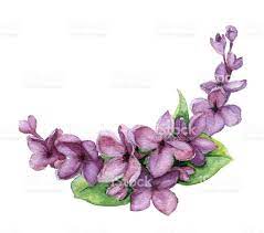 Watercolor Lilac Lilac Tattoo Watercolor Tattoo Flower Flower Tattoos