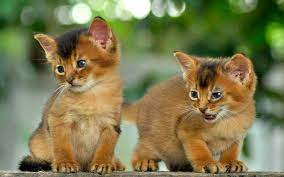 Satria aji purwoko | editor: Bayi Kucing Sering Mati Apa Penyebabnya Catlovers Id