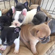 Use the form at the top to get complete listings for breeders in your area! Tx Frenchies Home Facebook