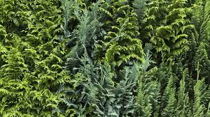Wann ist der beste zeitraum und was ist erlaubt? Thuja Hecke Oder Lebensbaum Pflanzen Und Schneiden
