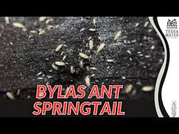 Image result for Actinanthella