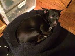 Rescuedog Face Batdog Pigdog Bat Dog Pig Dog Rescue Dogs